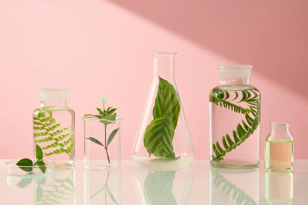 Different Types Laboratory Glassware Containing Green Leaves Arranged Line Research — Stock Photo, Image