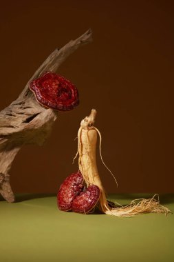 Taze ginseng kökü, mantarlı ve kahverengi ve yeşil arka planda kuru dallı. Nadir bulunan bitkisel içerikli reklam ürünleri için asgari bir sahne. Ürün görüntülemek için boş alan