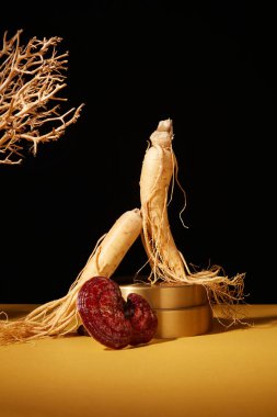 Geleneksel Çin tıbbı için reklam sahneleri, siyah zemin üzerine süslenmiş nadir bitki malzemeleri. Altın kürsüde taze ginseng kökleri ve lingzhi mantarı manzarası. Reklam fotoğrafı