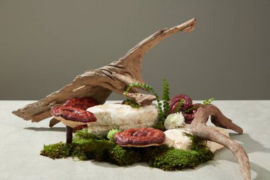 Lingzhi mantar içerikli ilaç ürünü kavramı. Ağaç dalları, yosun ve ganoderma mantarlarıyla süslenmiş taş blokları. Tasarım için boş boşluk