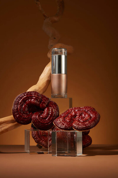 Front view of an empty bottle displayed on transparent podiums with lingzhi mushrooms and dry twig on brown background. Minimal scene for advertising, mockup for design