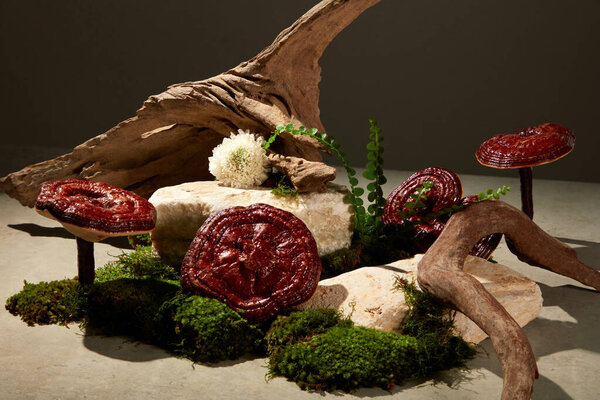 Advertising scene for a rare health herb - Ganoderma lucidum. Mini natural scene displayed on gray background, fresh Lingzhi mushroom with moss, twigs and block of stone form a space for presentation