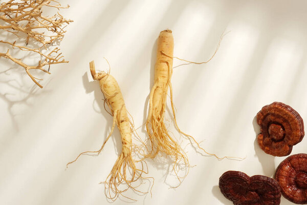 Fresh ginseng roots displayed with lingzhi mushrooms and dry twigs in white background. Traditional Chinese medicine is used in the prevention and treatment of diseases. Top view, space for design
