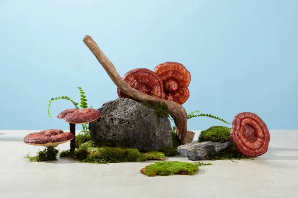 灵芝蘑菇配料广告创意场景 在蓝色的背景和水泥地面上 凌志蘑菇装饰着石块 干枝条和绿色苔藓 — 图库照片