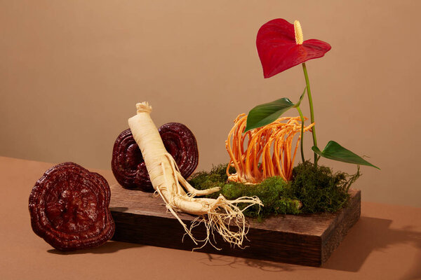 Rare herbal, ginseng root, ganoderma mushroom and cordyceps decorated on wooden podium with green moss and red flower. Minimal scene with brown background and space for design