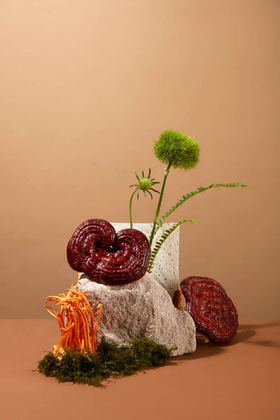Minimal concept for advertising product with herbal ingredient. Lingzhi mushroom and cordyceps displayed on stone with green moss on brown background. Health content
