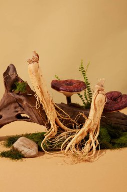 Eski ormandaki doğal manzaranın ön görüntüsü lingzhi mantarları, ginseng kökleri, yeşil yosun ve ağaç kütükleri ile canlandırılır. Şifalı bitkiler reklamı için resim kullan.