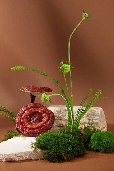 Close-up of Ganoderma mushrooms and green moss on rocks on a brown background. Ganoderic acid is one of the main ingredients of Ganoderma with strong pharmacological activity.
