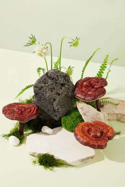 Wild flowers and lingzhi mushrooms are placed next to rocks with moss on a white background. Advertising drugs with high-quality natural medicinal ingredients. 45 degree shooting angle.