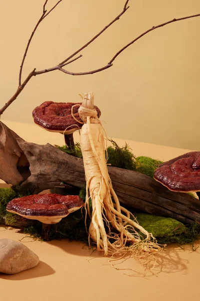 Grünes Moos Liegt Auf Dem Boden Ganoderma Pilze Und Ginseng — Stockfoto