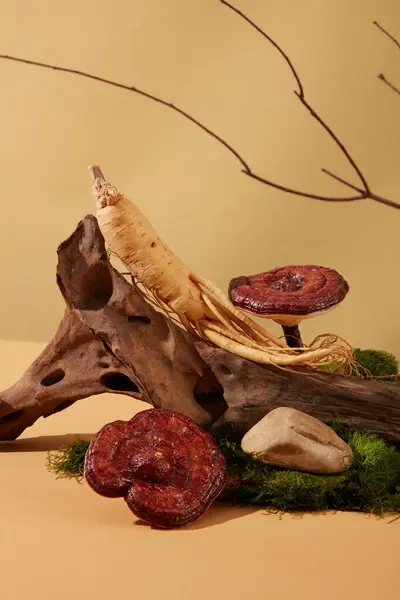 Ganoderma Pilze Und Ginseng Sind Zusammen Auf Einem Baumstamm Mit — Stockfoto