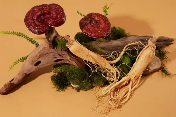 Frische Ginsengwurzeln Und Lingzhi Pilze Stehen Neben Getrockneten Baumzweigen Mit — Stockfoto