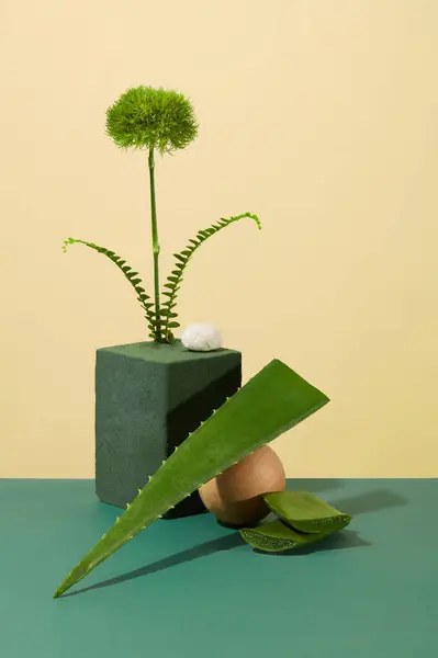 Aloe Vera Blätter Lehnen Einer Holzkugel Blumen Sind Auf Einem — Stockfoto