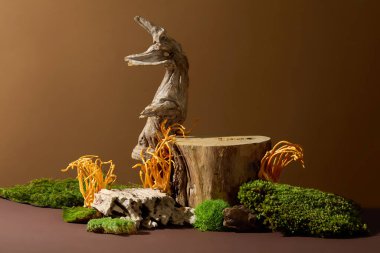 Yeşil yosunlu ahşap platform ve kahverengi arka planda kordyceps. Ürünleri sergilemek için yer. Cordyceps yüksek tansiyonu olan insanlar için çok iyidir ve komplikasyonların tedavisine yardımcı olur..