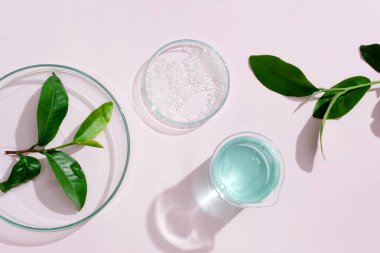 Şeffaf petri kabına taze yeşil çay yaprakları, gölgeli minimalist arka planda cam fincanda açık mavi sıvı. Yeşil çay özlü kozmetik konsepti.