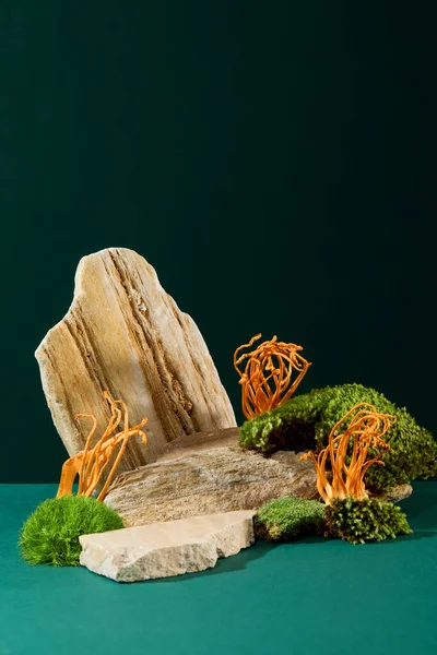 Cordyceps Musgo Verde Crecen Las Rocas Sobre Fondo Verde Oscuro —  Fotos de Stock