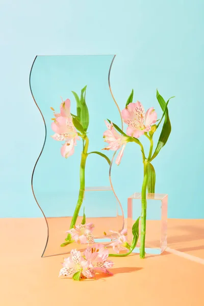 Une Branche Fleurs Fraîches Reflète Dans Miroir Podium Verre Transparent — Photo