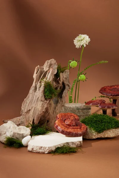Muschio Verde Che Cresce Rocce Fiori Funghi Lingzhi Sono Visualizzati — Foto Stock