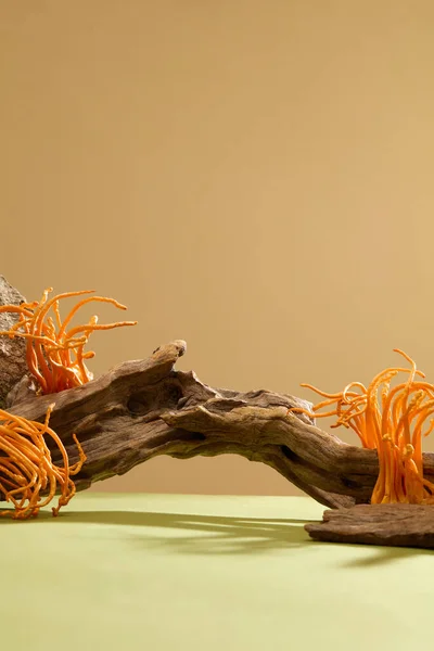Cordyceps Mit Trockenen Zweigen Auf Pastellfarbenem Hintergrund Cordyceps Enthält Bis — Stockfoto