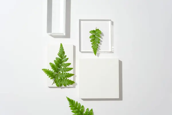 白い背景のプラットフォーム上に繊細に装飾されたフェルン葉 化粧品 美の背景のための3Dレンダリング — ストック写真
