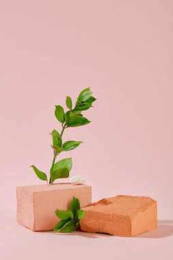 Yeşil yapraklar ve taş platformlar pembe arka plana yerleştirilir. Ürün sergisi için boş podyum. Reklam sahneleri için bitkileri dekor olarak kullan.
