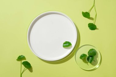 Pennywort leaves on a glass platform and a white ceramic plate. Using products containing pennywort can help fade scars and brighten the skin. clipart