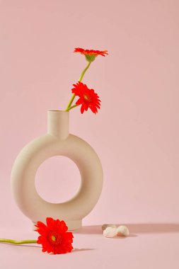 Gerbera çiçekleri pastel pembe arka planda O şeklinde bir vazoda düzenlenir. Gerbera, ilk olarak Güney Afrika ve Asya 'da yetişen papatya familyasından bir bitki..