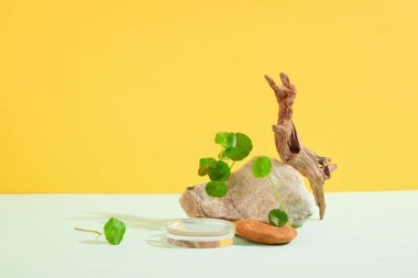 Pennywort yaprakları bir taş levha, kuru bir dal ve sarı arka planlı beyaz bir masanın üzerinde cam bir podyum etrafında süslenir. Kozmetik reklamcılığı için ideal bir alan.