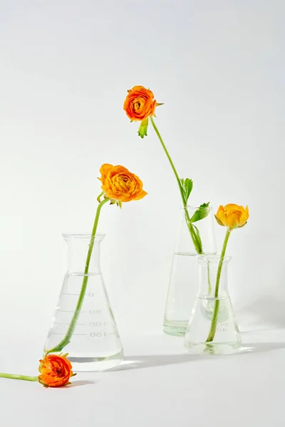 Flower Stems Glass Vases Elegantly Displayed White Backdrop Perfect Setting — Stock Photo, Image