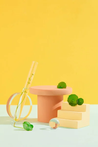 Fresh Pennywort Leaves Adorn Wooden Platforms Glassware Yellow White Backdrop — Stock Photo, Image
