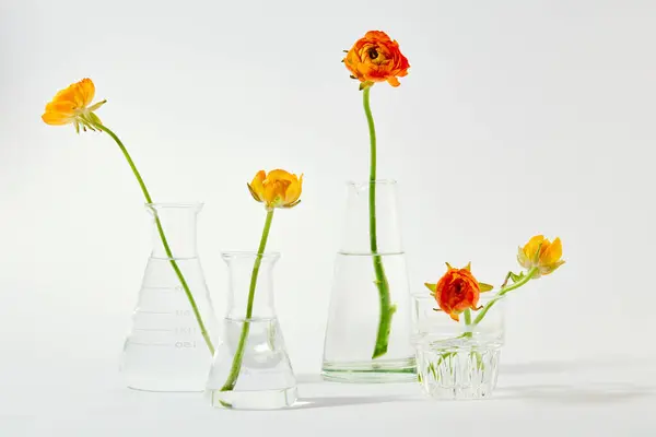 Front View Flower Stems Arranged Glass Vases White Background Exquisite — Stock Photo, Image