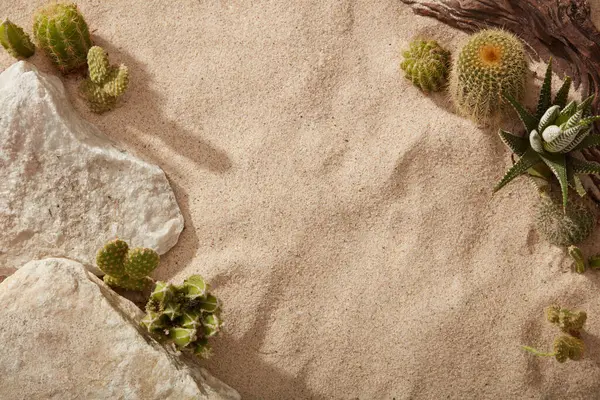 Stylish Summer Composition Many Types Cactus White Stones Tree Branch — Stock Photo, Image
