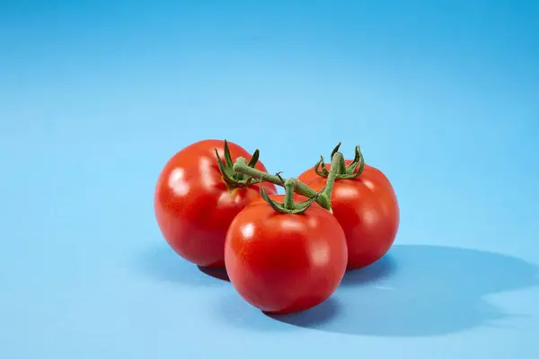 3つのジューシーな赤い熟したトマト ソランウムリコペリシウム のフロントビュー 青い背景に緑の茎 トマトは健康に良い栄養素をたくさん持っています — ストック写真
