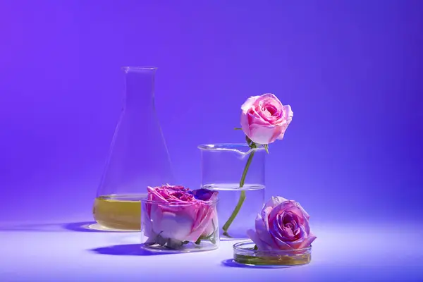 Concept Natural Cosmetics Rose Ingredient Erlenmeyer Flask Beaker Petri Dish — Stock Photo, Image