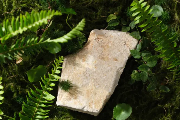 Empty Beige Stone Podium Forest Background Fern Centella Green Leaves — Stock Photo, Image
