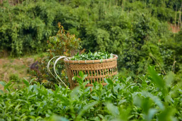 Uma Cesta Bambu Contendo Botões Chá Verde Recém Colhidos Fundo — Fotografia de Stock
