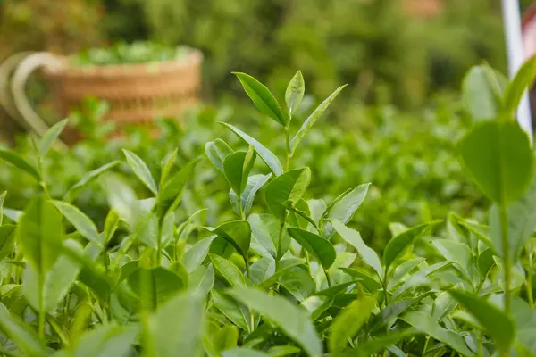 Green Tea Garden Scene Morning Sun Selective Focus Young Fresh — Stock Photo, Image