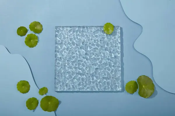 ミニマル空のディスプレイ製品プレゼンテーションシーン 透明アクリルシートのトップビューとブルーバックに装飾された新鮮なゴチョラの葉 — ストック写真