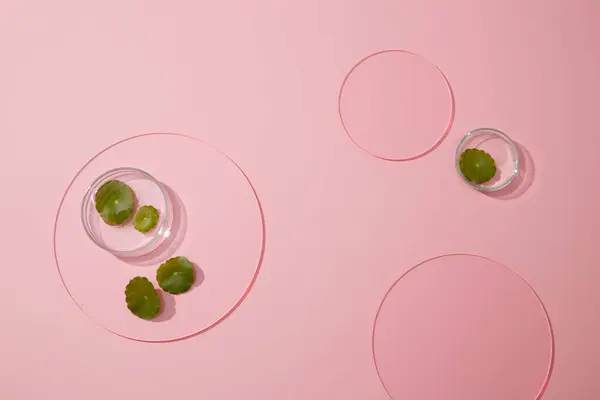Escena Mínima Con Hojas Gotu Kola Frescas Sobre Placa Petri —  Fotos de Stock