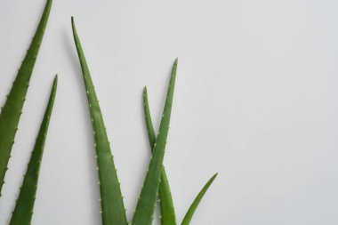 Beyaz arka planda taze aloe vera yaprakları. Aloe Vera 'nın kollajen sentezini canlandırma, yeni hücre yenilenmesini arttırma, yaşlanmayı önleme ve kırışıklıkları önleme etkisi vardır..