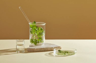 Kahverengi arka planda laboratuvar camları üzerine dekore edilmiş taze fincanotu yaprakları. Kupa otu özütünün gösterimi için boş alan - sebumu temizlemeye ve cildi temizlemeye yardımcı olur