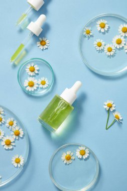 Petri kabı üzerinde taze ateş (papatya), losyon için sarı cam şişe, mavi arka planda yağ veya serum. Ateş ve kozmetik ürünleri reklamı. Bitkiler kozmetikte yaygın olarak kullanılır..