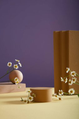 Minimum sahne - mor zemin üzerinde boş podyum, geometrik ve taze ateş (tanasetum partenyum). Ateşin güzellikte yaşlanmayı önleyen etkileri vardır. Kozmetik ürün ve metni göstermek için boşluk.