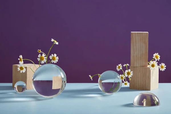 新鮮な発熱 タナセトウムパルセニウム 木製ブロック 紫色の背景に透明なボールを備えた最小限のアート背景 化粧品の天然抽出物を広告するためのシーン フロントビュー — ストック写真