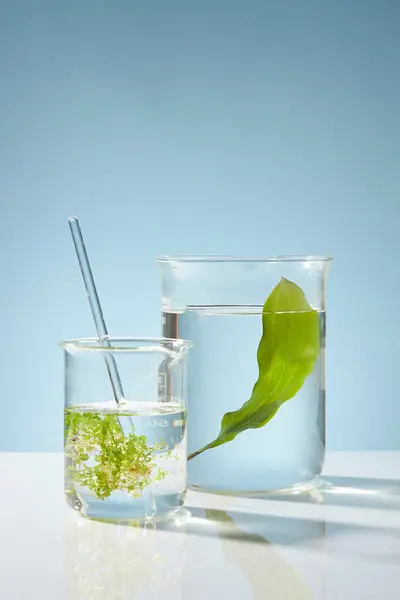 Seaweed Leaves Decorated Beakers Blue Background Seaweed Extract Used Cosmetics — Stock Photo, Image