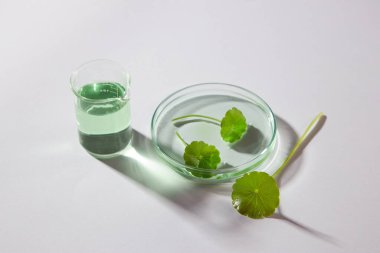 Kozmetik ürünlerin reklamları için minimum arka plan, gotik kola özlü, beher üzerinde süslemeli ve özlü, beyaz arka planda petri kabı. Doğal güzellik teni kavramı