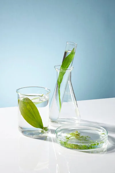 Concept Advertising Cosmetic Seaweed Extract Green Seaweed Leaves Essence Beaker — Stock Photo, Image