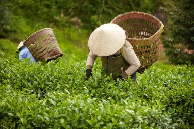 Çay işçileri çay fabrikasına getirmek için çay tomurcukları topluyor. Çay tutmak için omuzlarında bambu torbaları taşırlar. Yeşil çay bahçesi arka planı