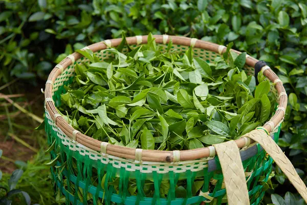 Top View Fresh Green Tea Leaves Bamboo Basket Tea Plantation — Stock Photo, Image