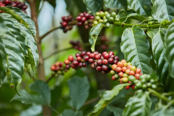 Olgun Kırmızı Kahve Dutlarından Yakın Plan Ağaçta Hasat Edilecek Olgunlukta — Stok fotoğraf
